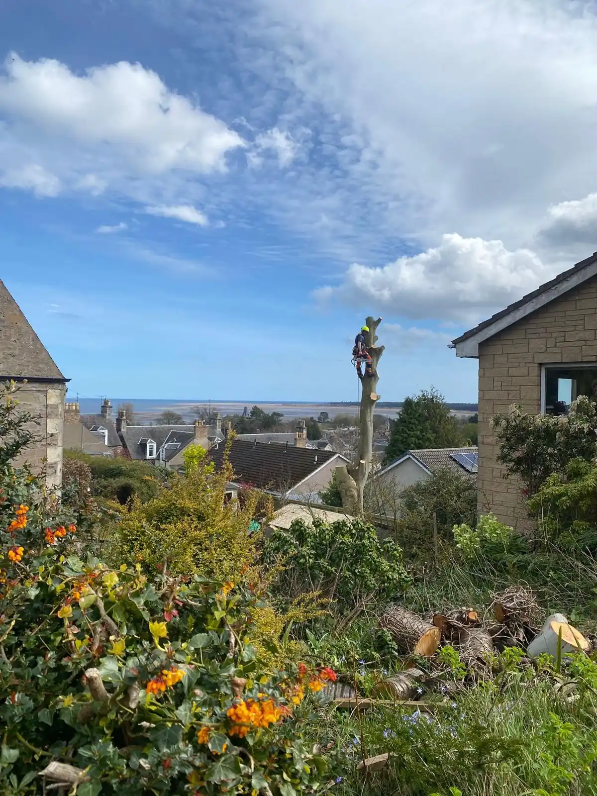 East Kilbride Tree Surgeons tree work