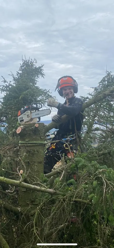 East Kilbride Tree Surgeons arborist cutting conifer branches with a chainsaw